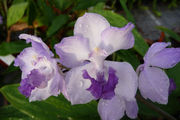 Acacallis cyanea