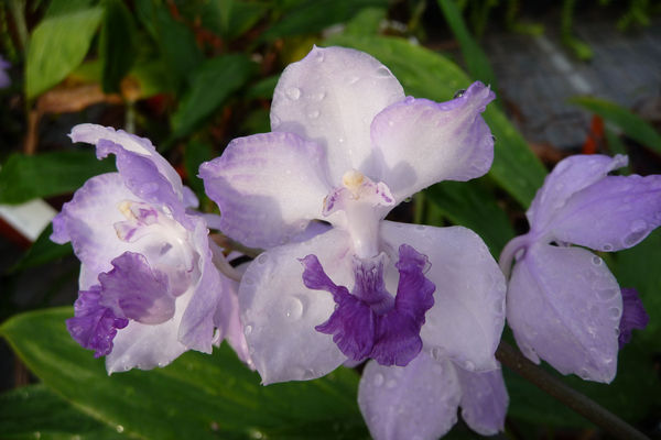 Acacallis cyanea Acacallis cyanea