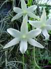 Aerangis spec.