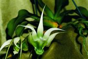 Aeranthes henrici
