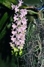 Aeridis falcata