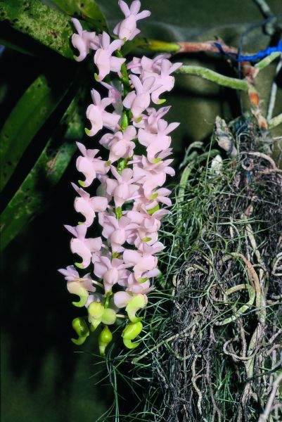 Aeridis falcata Aeridis falcata