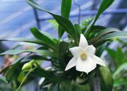Angraecum magdalenae