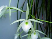 Brassavola flagellaris