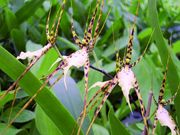 Brassia rex