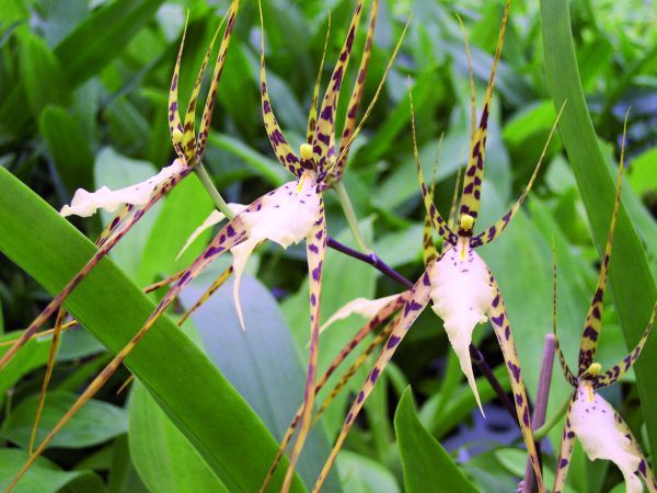 Brassia rex Brassia rex