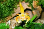 Bulbophyllum lobbii