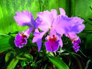 Cattleya labiata
