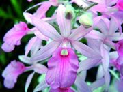 Calanthe rosea