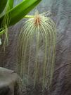 Cirrhopetalum medusae