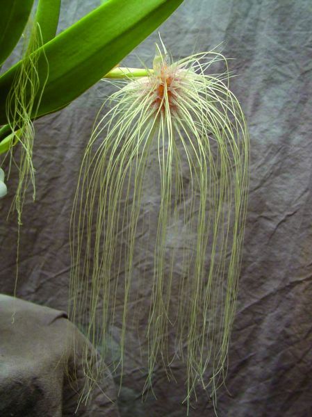 Cirrhopetalum medusae Cirrhopetalum medusae