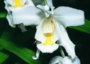 Coelogyne cristata