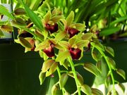 Cymbidium Siriam x Mini lady