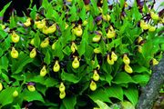 orchid_042