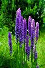 orchid_043