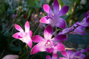 Dendrobium Kingianum Berry "Oda"