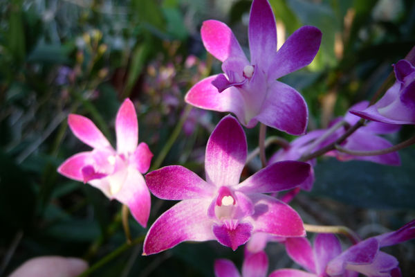 Dendrobium Kingianum Berry "Oda" Dendrobium Kingianum Berry "Oda"
