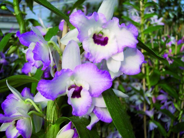 Dendrobium-nobile Dendrobium-nobile