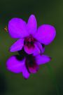 Dendrobium Louis Bleriot