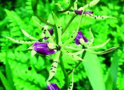 Encyclia Elfin