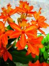 Epidendrum Star Valley "Nalo"