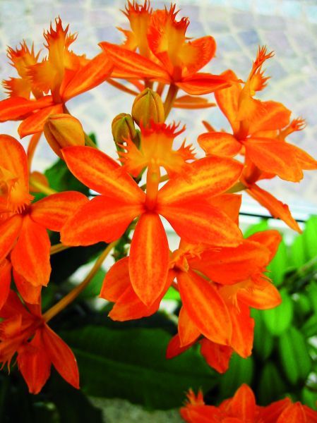 Epidendrum Star Valley "Nalo" Epidendrum Star Valley "Nalo"