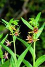 orchid_054