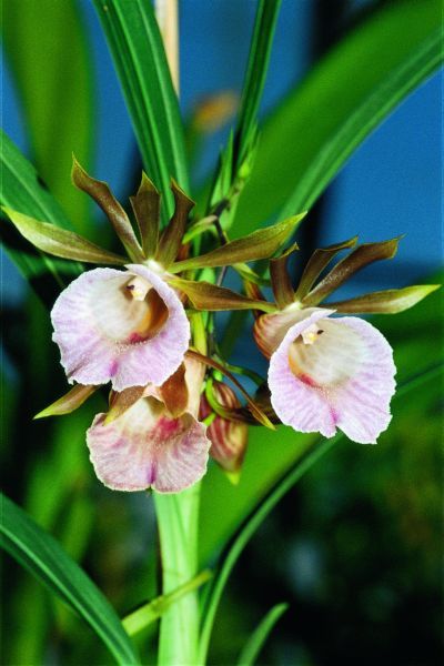 Galeandra baueri Galeandra baueri