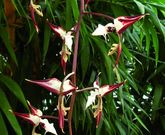 Gongora irmgardiana