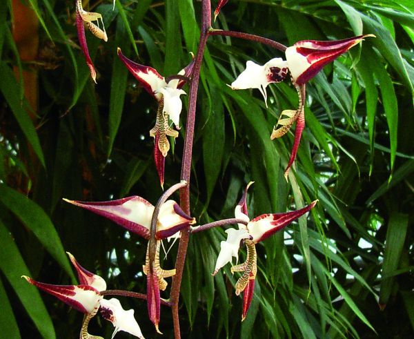 Gongora irmgardiana Gongora irmgardiana