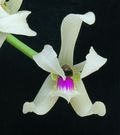 Leptotes bicolor