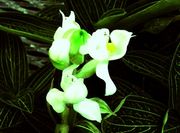 Ludisia discolor "alba"