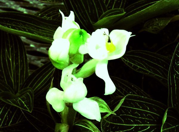 Ludisia discolor "alba" Ludisia discolor "alba"