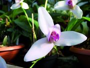 Lycaste skinneri