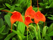Masdevallia Ted Khoe