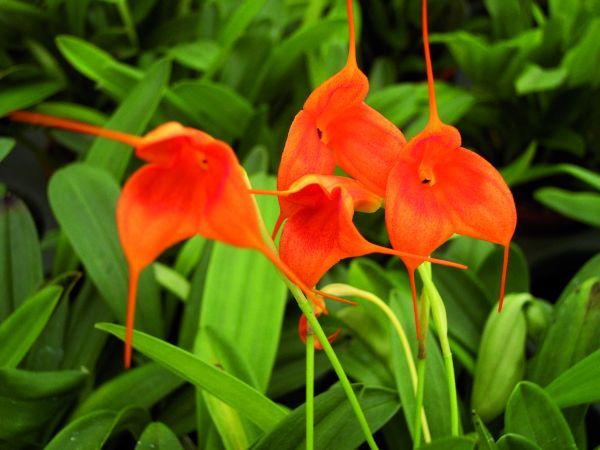 Masdevallia Ted Khoe Masdevallia Ted Khoe