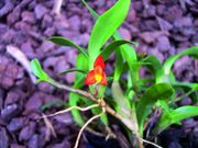 Maxillaria sophronitis