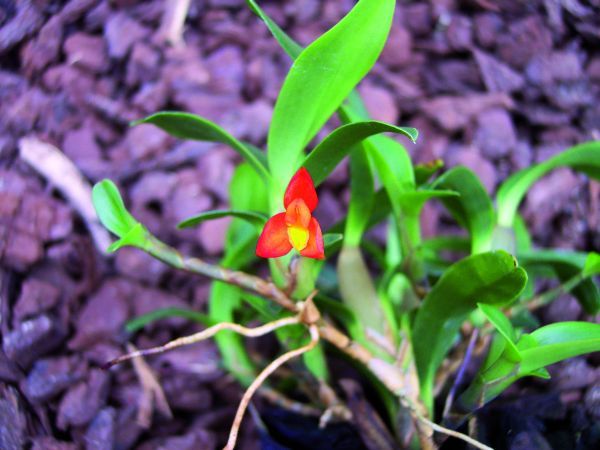 Maxillaria sophronitis Maxillaria sophronitis