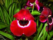 Miltoniopsis Komoda Hybride