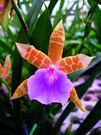 Masdevallia Miltonia Binottii