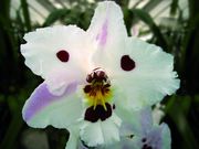Odontoglossum Jim Mintservis