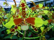 Odontoglossum Rawdon Jester