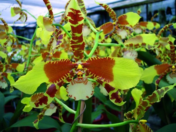 Odontoglossum Rawdon Jester Odontoglossum Rawdon Jester
