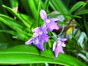 Oerstedella centradenia