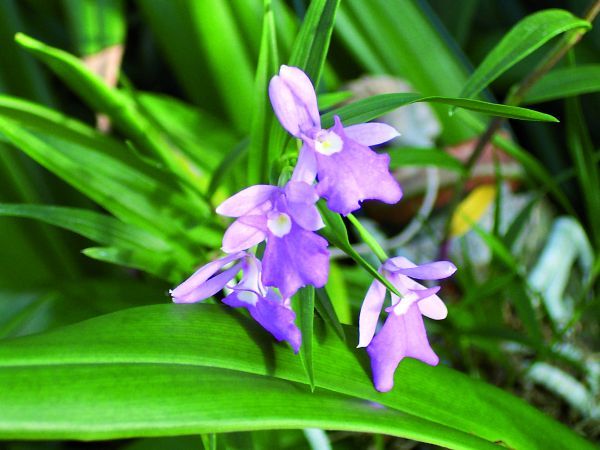 Oerstedella centradenia Oerstedella centradenia