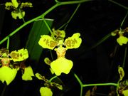 Oncidium montanum