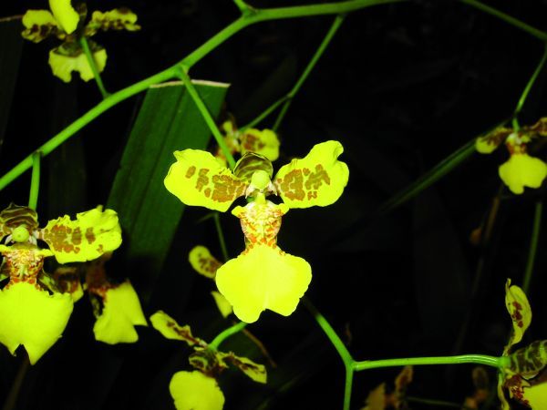 Oncidium montanum Oncidium montanum