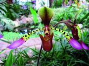 Paphiopedilum lowii