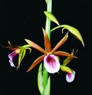 Phaius tankerviliae