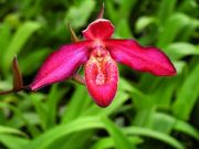 Phragmipedium sargentianum x besseae